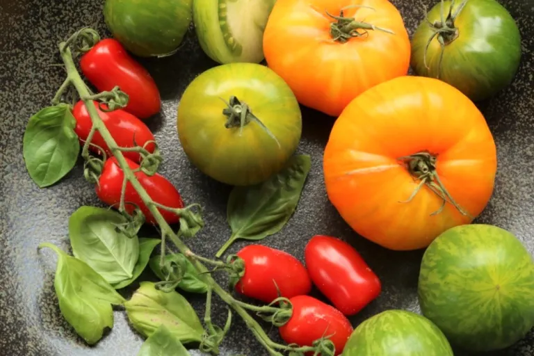 biologische tomaten